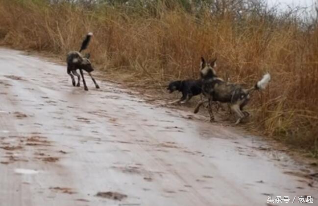 当非洲野狗遇到土狗，相互怒视，土狗威武，把野狗群都给吓跑了