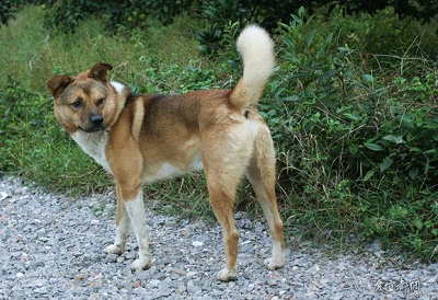 为什么小土狗特别温顺,土狗不是土里土气而是土生土长