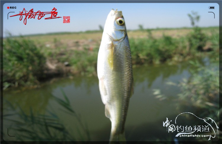 户外野钓小河沟七星鱼,鲫鱼野钓小河沟