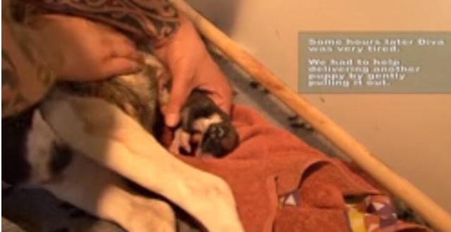 母狗第一次生宝宝，在主人的帮助下顺利生产，下一幕出现特大惊喜