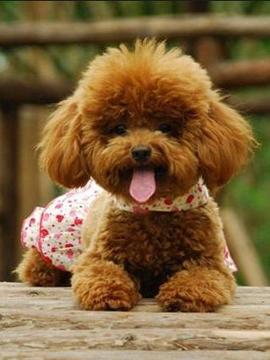 巨贵宾犬多少钱一只,宠物贵宾犬