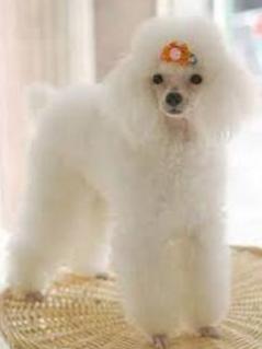 巨贵宾犬多少钱一只,宠物贵宾犬