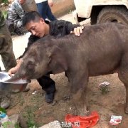 羊妞的日常生活,羊妞的生活记录