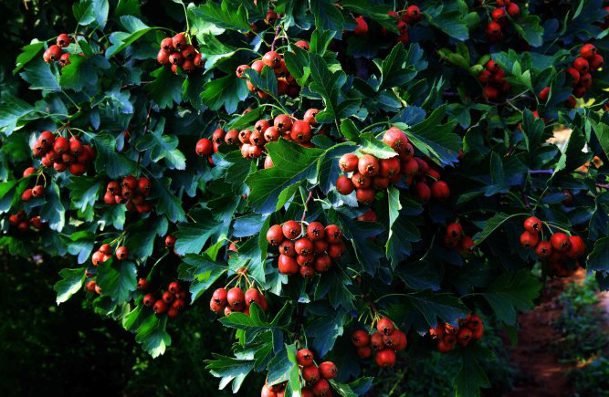 十大降血压降血脂的水果排名,陈皮山楂能降血脂吗
