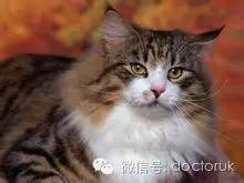 关于猫有关的英文谚语,跟猫有关的成语