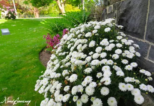 新西兰丨Dunedin但尼丁：骄傲的花园城市