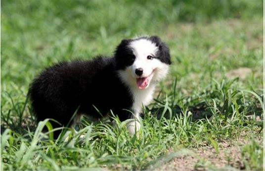 边牧可以照顾小孩吗,边牧来大姨妈如何照顾