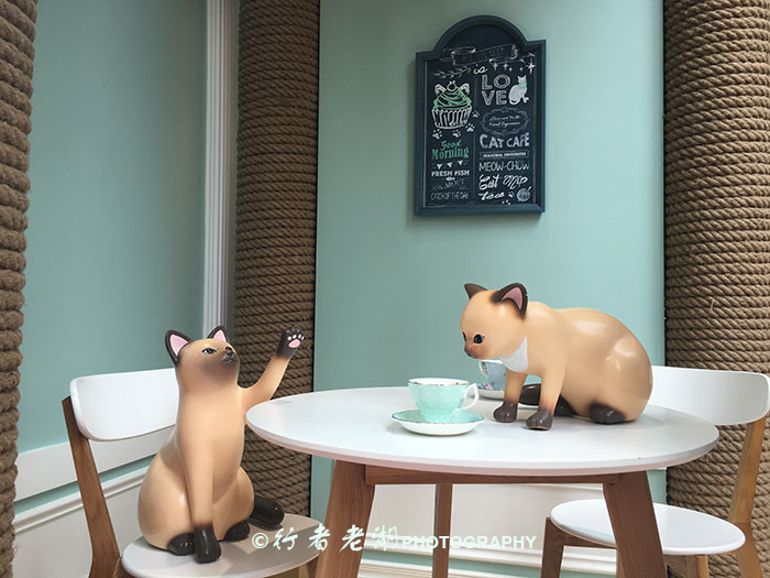 猫大咪可爱视频,小猫咪呆萌视频