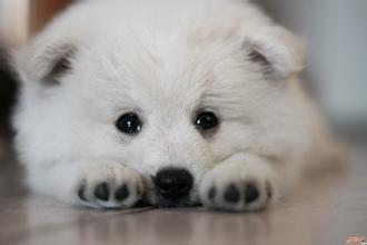 狗狗失恋了会怎么样,狗狗失恋