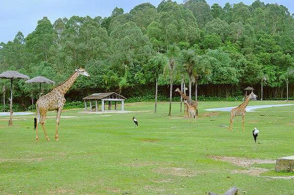 广州长隆怎么玩最划算旅游攻略,广州长隆怎样玩好玩