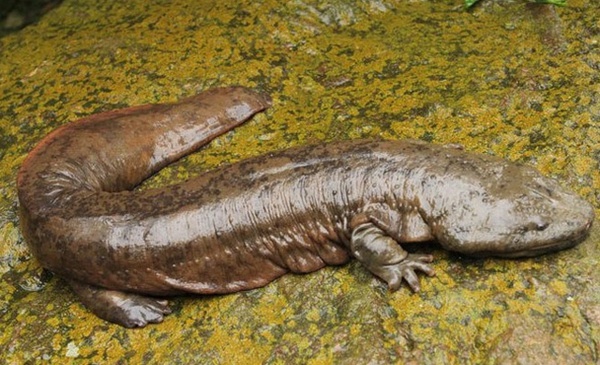 5种现存的动物活化石,地球现存10种活化石