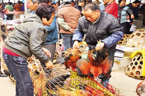 一般想买土鸡到哪里去买,去市场买鸡如何挑选