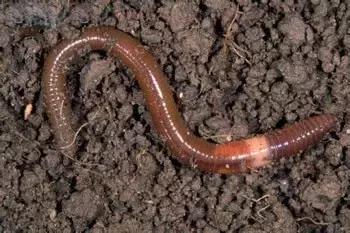 哪些虫子赚钱又好抓,农村常见的虫子哪些可以赚钱