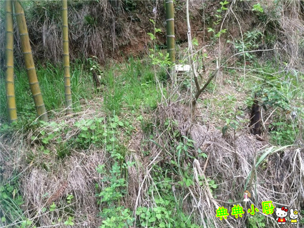 新鲜的小竹笋拿来怎么炒好吃,竹笋烧肉怎么烧才好吃