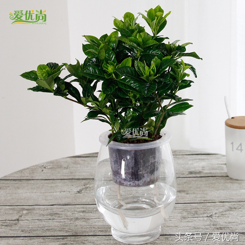 超实用水培植物怎么养,最适合懒人养的4种水培植物