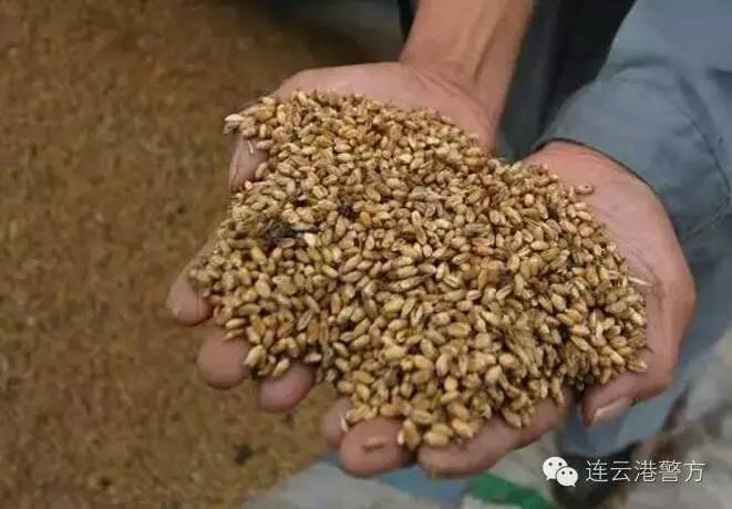 大米生虫可以施磷化铝吗,磷化铝多久可以杀完虫子