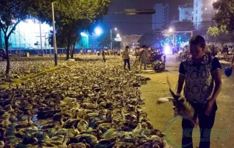 鬼节为什么要吃鸭?在南宁过鬼节你要知道这些