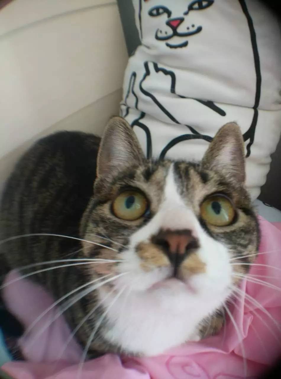 宠物大头照特效,宠物大头头像