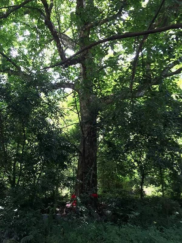 肇庆市高要区金利镇美丽乡村,贵州册亨美丽的田园风景