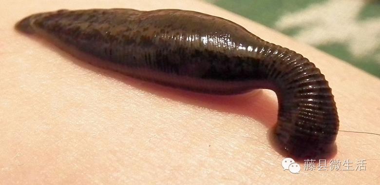 农田里吸血的虫叫什么,田里有一种吸血动物