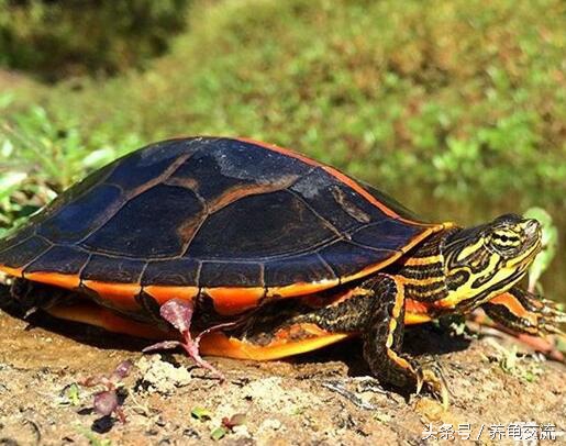 锦龟的知识,锦龟知识