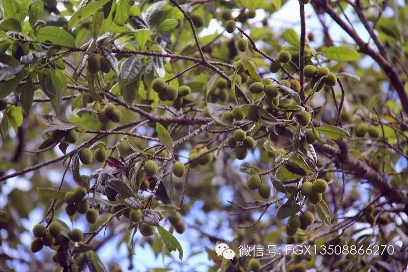 山里野生的杨梅你吃过吗,杨梅佳酿你们喝过吗