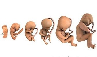 如何看懂hcg孕酮雌二醇报告,通过孕酮和hcg怎样知道胎心胎芽