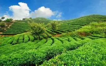 “美女与野兽”，养猪成就3000万的致富传奇！