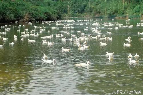 农场如何经营能赚钱,什么农庄名字最好