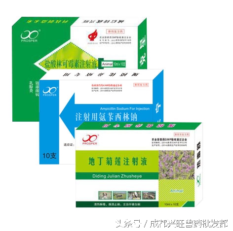 子宫内膜炎治疗方案,猪子宫内膜炎用什么药物