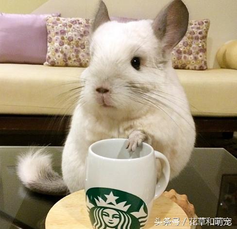 还会自己拿杯子喝水，这只龙猫可是温柔的小公举