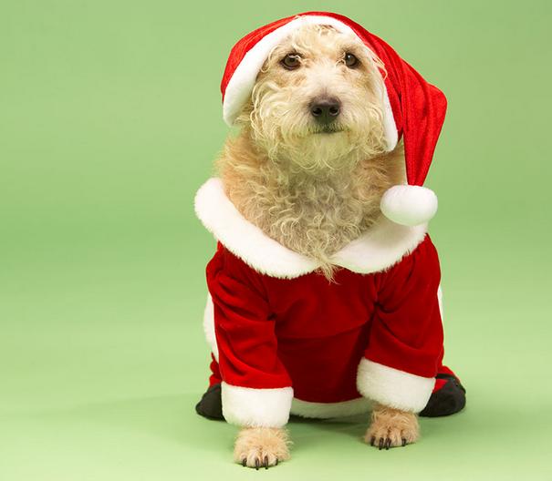 狗狗的便便干硬不吃东西,狗狗的粪便不成形带血丝