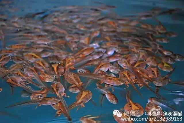 蝴蝶角蛙和霸王角蛙的区别,巴霸角蛙和霸王角蛙