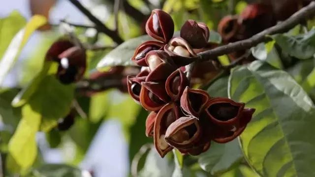 清远人，这种叫“频婆”的果子你还记得吗？