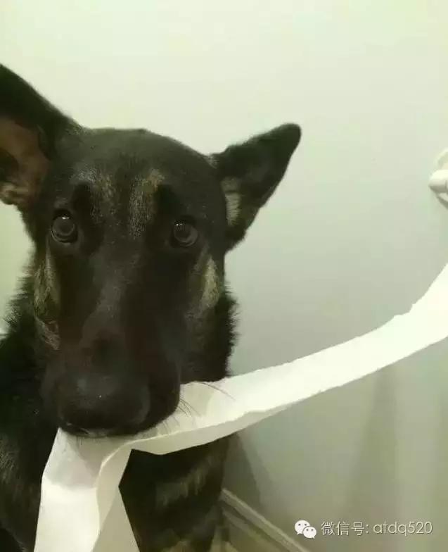 主人上厕所狗狗会想什么,狗狗为什么在上厕所时会看着你