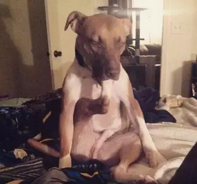 傻汪一言不合就啃脚没病可好，啃出病该怎么办？