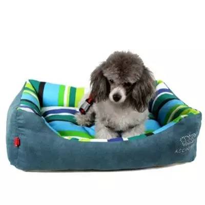 狗狗领回家多久可以训练呢,狗狗新手上路请多关照