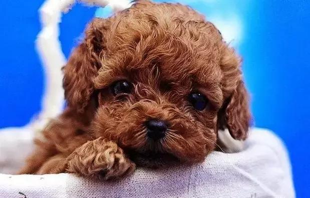 土狗怎么挑比较好的狗粮,新手怎么挑选适合狗狗的狗粮