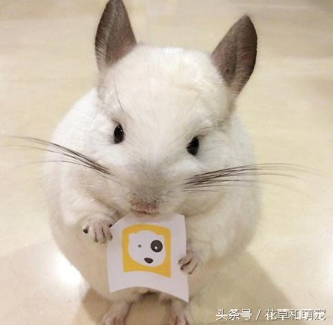 还会自己拿杯子喝水，这只龙猫可是温柔的小公举