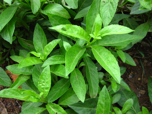 看看这10种蔬菜你全吃过没,这些蔬菜要经常记得收藏