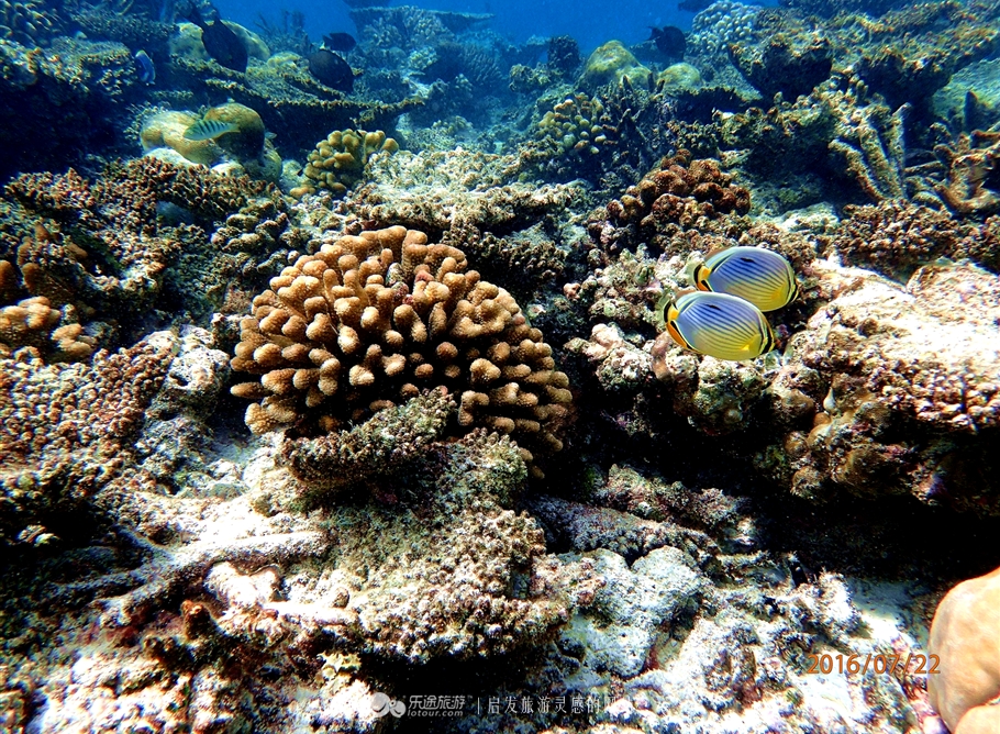 马尔代夫双鱼岛浪漫岛,马尔代夫的双鱼岛