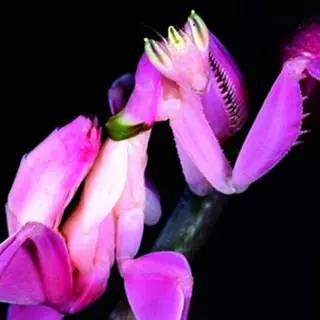 神马鬼|10万1只的奇葩昆虫宠物