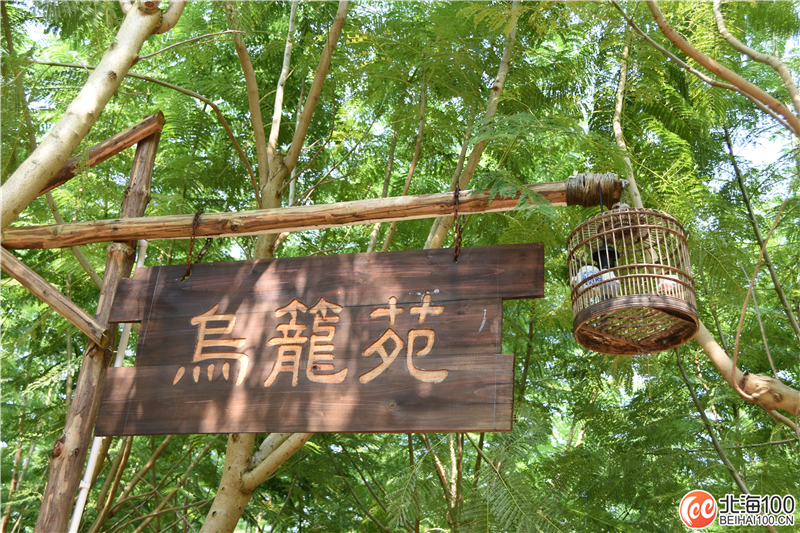 周末去哪儿玩？小编带你去合浦七里香茶庄园和石康镇“小村故事”