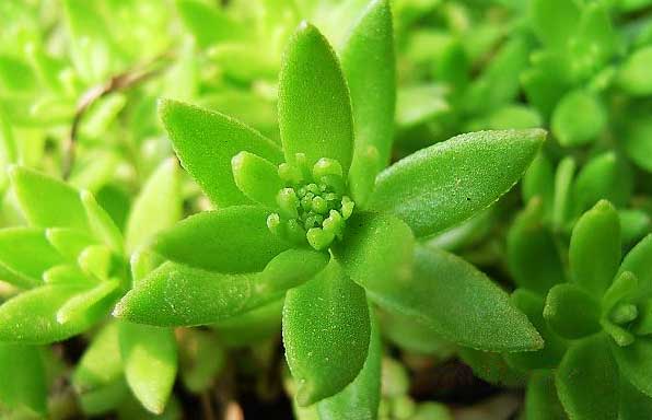 这种植物,曾是阳台上摆放花草,中医却用它来治疗肝胆疾病!