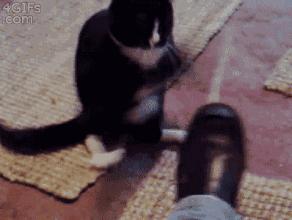 有些猫表面优雅端庄,有些猫表面上看起来光鲜亮丽