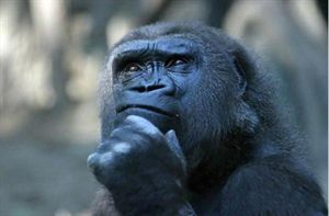 动物配文字搞笑图片,动物搞笑片段大全爆笑