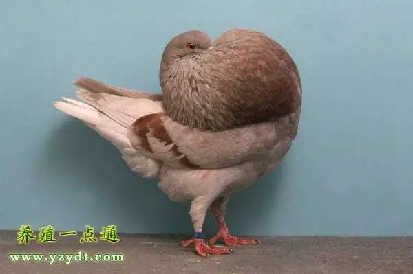 观赏鸽养殖赚钱吗,观赏鸽养殖市场前景分析