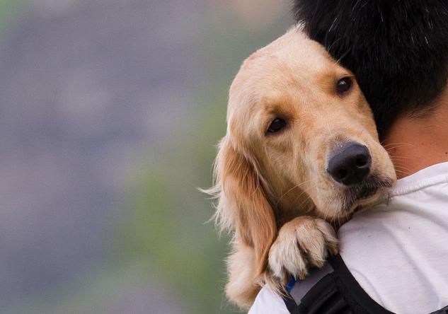 狗狗胆子小经常吓尿怎么训练出来,狗狗幼犬会出现哪些问题