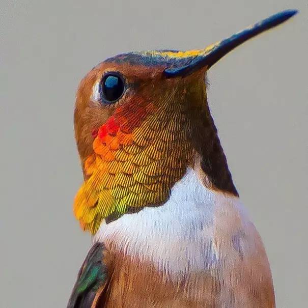 100种蜂鸟图片,漂亮小蜂鸟图片