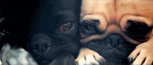 史上最忧郁的狗,最萌巴哥犬哈巴狗